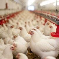 Livestock-manure.jpg