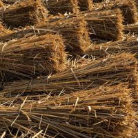 Rice-straw-crop-straw.jpg